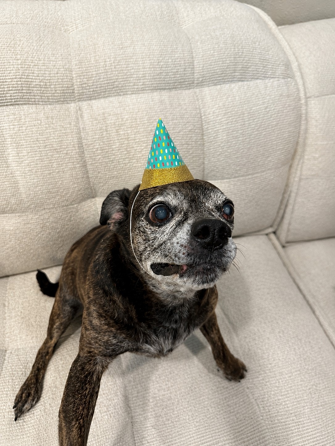 Dog wearing a party hat on a sofa