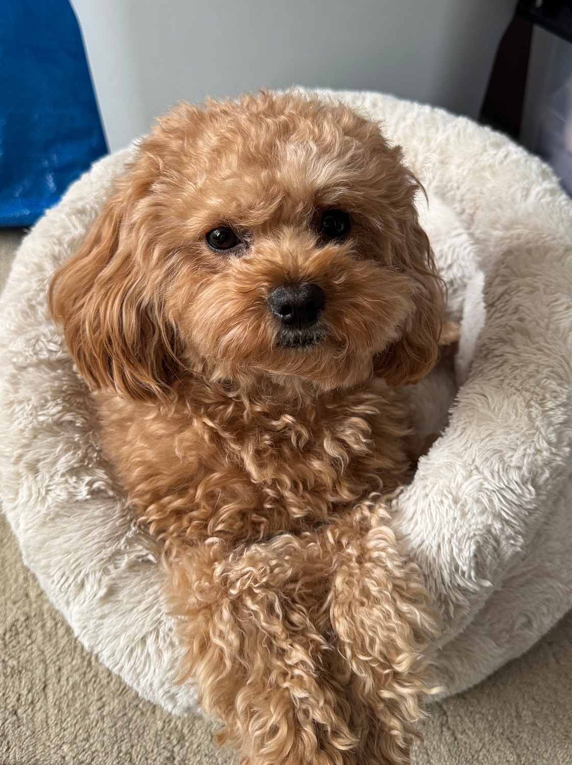 Fluffy dog relaxing in a cozy bed.